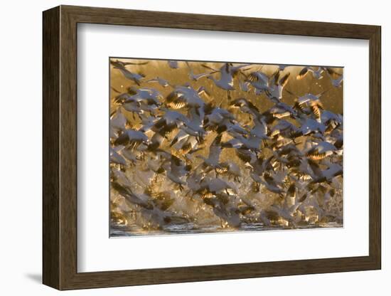 Snow Goose (Chen caerulescens) flock, in flight, Bosque del Apache National Wildlife Refuge-David Tipling-Framed Photographic Print