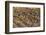 Snow Goose (Chen caerulescens) flock, in flight, Bosque del Apache National Wildlife Refuge-David Tipling-Framed Photographic Print