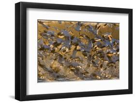 Snow Goose (Chen caerulescens) flock, in flight, Bosque del Apache National Wildlife Refuge-David Tipling-Framed Photographic Print