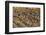 Snow Goose (Chen caerulescens) flock, in flight, Bosque del Apache National Wildlife Refuge-David Tipling-Framed Photographic Print