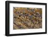 Snow Goose (Chen caerulescens) flock, in flight, Bosque del Apache National Wildlife Refuge-David Tipling-Framed Photographic Print