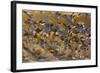 Snow Goose (Chen caerulescens) flock, in flight, Bosque del Apache National Wildlife Refuge-David Tipling-Framed Photographic Print