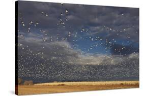 Snow Goose (Chen caerulescens) flock, in flight, Bosque del Apache-Mark Sisson-Stretched Canvas