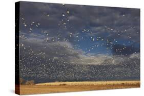 Snow Goose (Chen caerulescens) flock, in flight, Bosque del Apache-Mark Sisson-Stretched Canvas