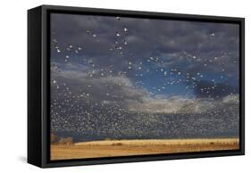 Snow Goose (Chen caerulescens) flock, in flight, Bosque del Apache-Mark Sisson-Framed Stretched Canvas