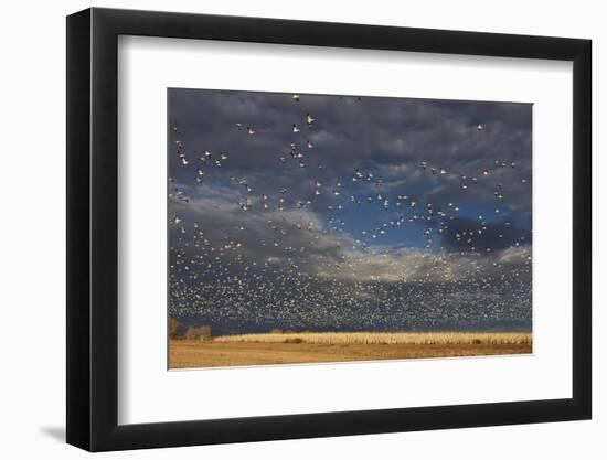 Snow Goose (Chen caerulescens) flock, in flight, Bosque del Apache-Mark Sisson-Framed Photographic Print