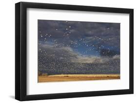 Snow Goose (Chen caerulescens) flock, in flight, Bosque del Apache-Mark Sisson-Framed Photographic Print