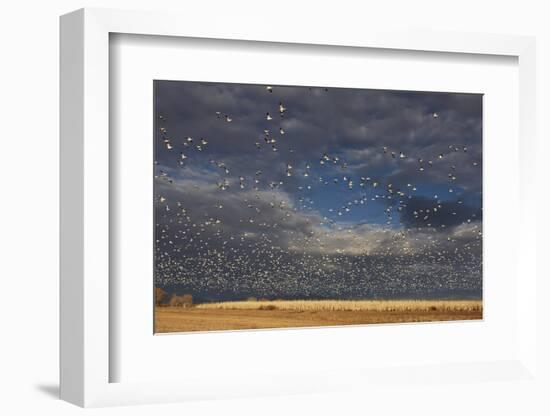 Snow Goose (Chen caerulescens) flock, in flight, Bosque del Apache-Mark Sisson-Framed Photographic Print