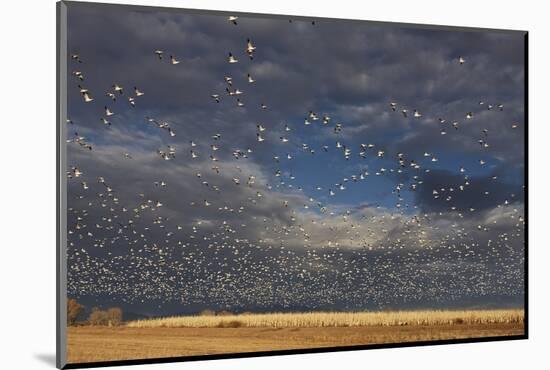 Snow Goose (Chen caerulescens) flock, in flight, Bosque del Apache-Mark Sisson-Mounted Photographic Print