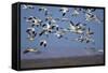Snow Goose (Chen Caerulescens) Flock in Flight-James Hager-Framed Stretched Canvas