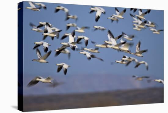 Snow Goose (Chen Caerulescens) Flock in Flight-James Hager-Stretched Canvas