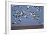 Snow Goose (Chen Caerulescens) Flock in Flight-James Hager-Framed Photographic Print