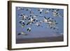 Snow Goose (Chen Caerulescens) Flock in Flight-James Hager-Framed Photographic Print