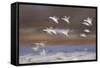 Snow Goose (Chen Caerulescens) Flock in Flight-James Hager-Framed Stretched Canvas