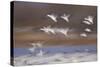 Snow Goose (Chen Caerulescens) Flock in Flight-James Hager-Stretched Canvas