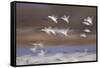 Snow Goose (Chen Caerulescens) Flock in Flight-James Hager-Framed Stretched Canvas