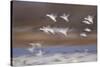 Snow Goose (Chen Caerulescens) Flock in Flight-James Hager-Stretched Canvas