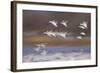 Snow Goose (Chen Caerulescens) Flock in Flight-James Hager-Framed Photographic Print