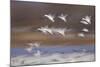 Snow Goose (Chen Caerulescens) Flock in Flight-James Hager-Mounted Photographic Print