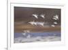 Snow Goose (Chen Caerulescens) Flock in Flight-James Hager-Framed Photographic Print