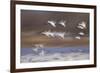 Snow Goose (Chen Caerulescens) Flock in Flight-James Hager-Framed Photographic Print