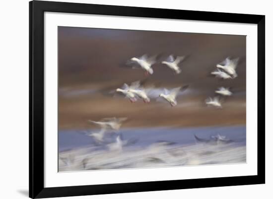 Snow Goose (Chen Caerulescens) Flock in Flight-James Hager-Framed Photographic Print