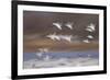 Snow Goose (Chen Caerulescens) Flock in Flight-James Hager-Framed Photographic Print