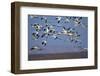 Snow Goose (Chen Caerulescens) Flock in Flight-James Hager-Framed Photographic Print