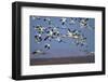 Snow Goose (Chen Caerulescens) Flock in Flight-James Hager-Framed Photographic Print