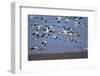 Snow Goose (Chen Caerulescens) Flock in Flight-James Hager-Framed Photographic Print