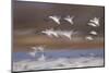 Snow Goose (Chen Caerulescens) Flock in Flight-James Hager-Mounted Photographic Print