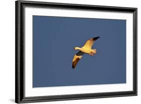 Snow Goose (Chen Caerulescens) in Flight-James Hager-Framed Photographic Print