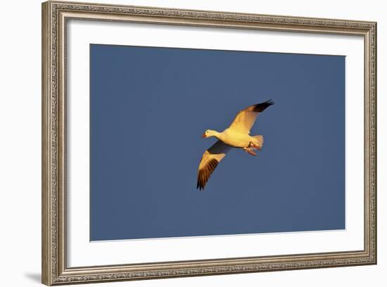 Snow Goose (Chen Caerulescens) in Flight-James Hager-Framed Photographic Print