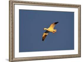 Snow Goose (Chen Caerulescens) in Flight-James Hager-Framed Photographic Print