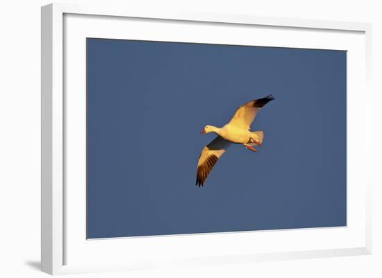 Snow Goose (Chen Caerulescens) in Flight-James Hager-Framed Photographic Print