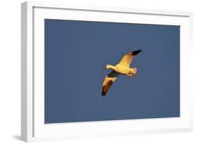 Snow Goose (Chen Caerulescens) in Flight-James Hager-Framed Photographic Print