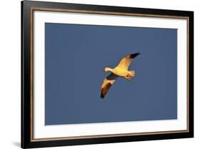 Snow Goose (Chen Caerulescens) in Flight-James Hager-Framed Photographic Print