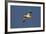 Snow Goose (Chen Caerulescens) in Flight-James Hager-Framed Photographic Print