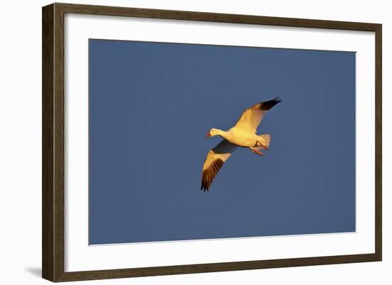 Snow Goose (Chen Caerulescens) in Flight-James Hager-Framed Photographic Print