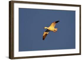 Snow Goose (Chen Caerulescens) in Flight-James Hager-Framed Photographic Print