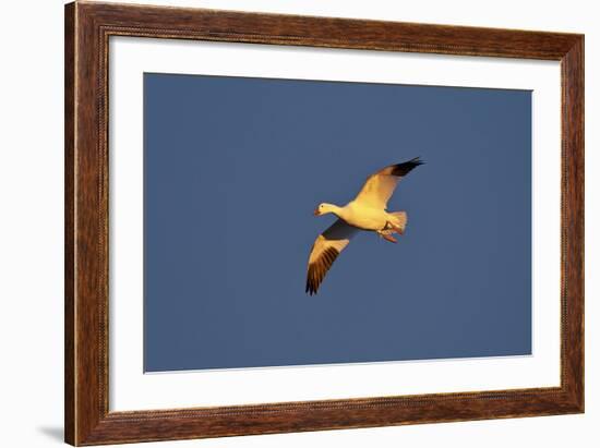 Snow Goose (Chen Caerulescens) in Flight-James Hager-Framed Photographic Print