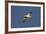 Snow Goose (Chen Caerulescens) in Flight-James Hager-Framed Photographic Print