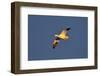 Snow Goose (Chen Caerulescens) in Flight-James Hager-Framed Photographic Print