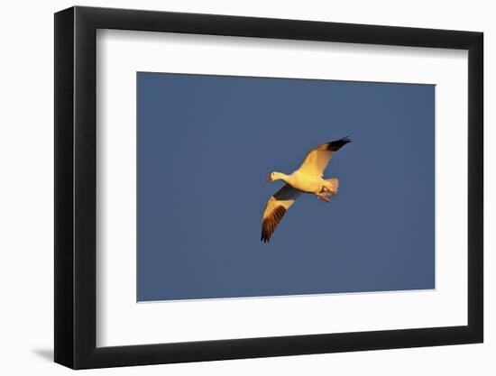 Snow Goose (Chen Caerulescens) in Flight-James Hager-Framed Photographic Print