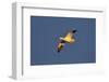 Snow Goose (Chen Caerulescens) in Flight-James Hager-Framed Photographic Print