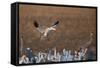 Snow Goose (Chen Caerulescens) Landing-James Hager-Framed Stretched Canvas