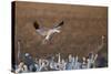 Snow Goose (Chen Caerulescens) Landing-James Hager-Stretched Canvas