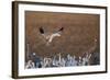Snow Goose (Chen Caerulescens) Landing-James Hager-Framed Photographic Print