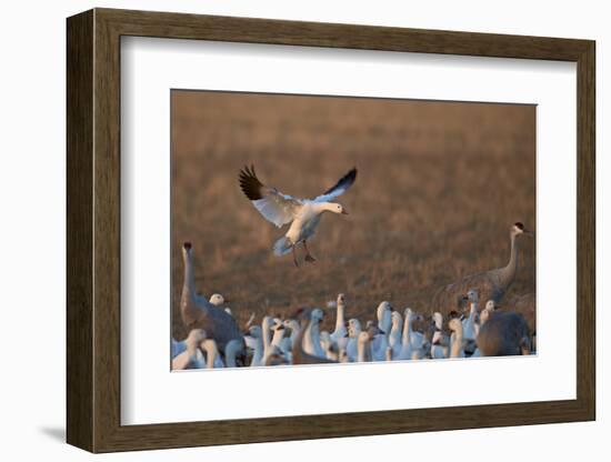 Snow Goose (Chen Caerulescens) Landing-James Hager-Framed Photographic Print