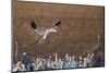 Snow Goose (Chen Caerulescens) Landing-James Hager-Mounted Photographic Print
